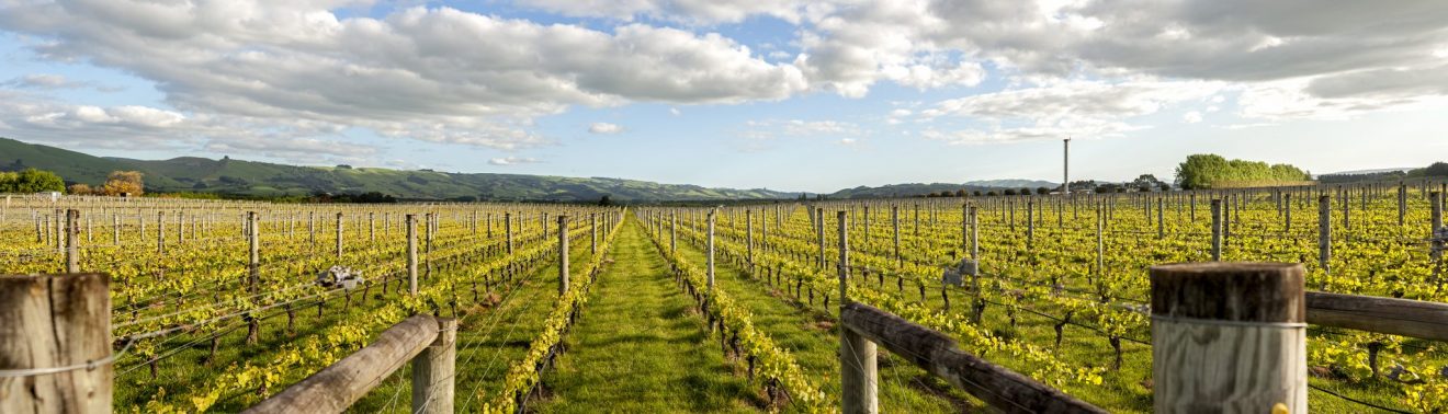 Schubert Wines vineyard 