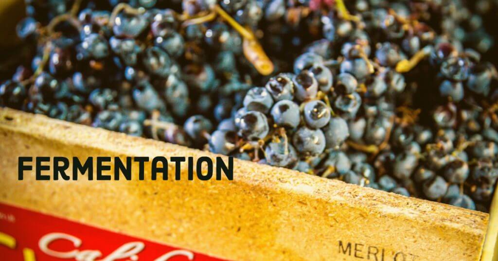 Wild wine fermentation